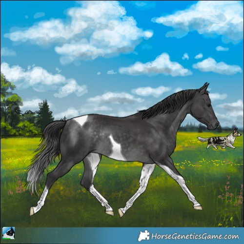 Horse Color:Platinum Buckskin Tobiano Rabicano