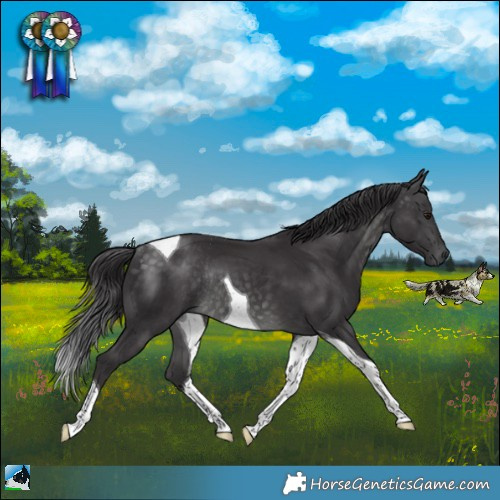 Horse Color:Platinum Buckskin Tobiano Rabicano 