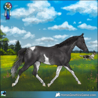Horse Color:Platinum Buckskin Tobiano Rabicano 