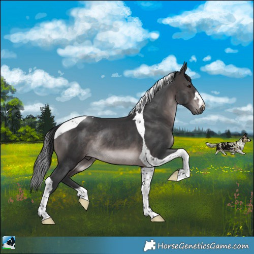 Horse Color:Platinum Brown Tobiano Rabicano 