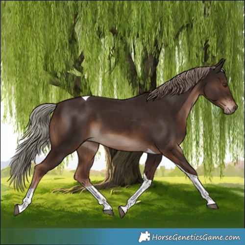 Horse Color:Liver Chestnut Tobiano 