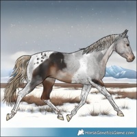 Horse Color:Liver Chestnut Tobiano 