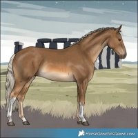 Horse Color:Chocolate Palomino Tobiano Rabicano 