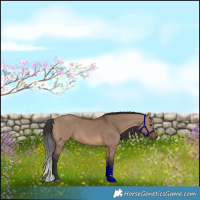 Horse Color:Brown Dun 