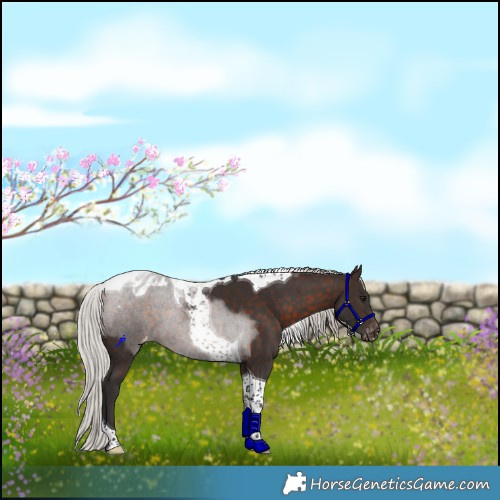 Horse Color:Silver Bay Tobiano Appaloosa 