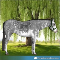 Horse Color:Platinum White Spotted Liver Chestnut Sabino 