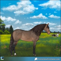 Horse Color:Brown Dun Appaloosa Rabicano