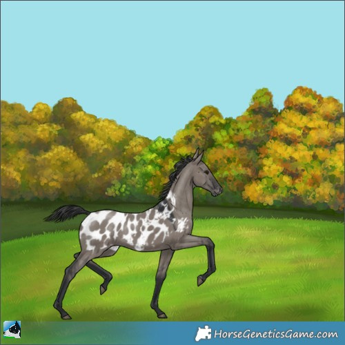 Horse Color:Grullo Mushroom Appaloosa Rabicano 