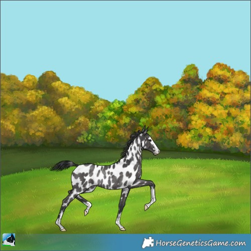 Horse Color:Black Mushroom Appaloosa Rabicano 