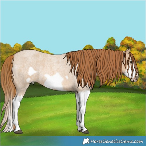 Horse Color:Red Dun Roan Splash Frame Rabicano