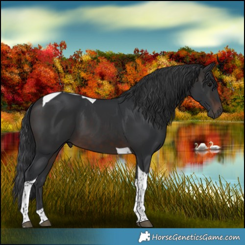 Horse Color:Brown Tobiano 