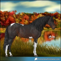 Horse Color:Brown Tobiano 