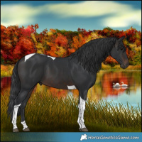 Horse Color:Brown Tobiano 