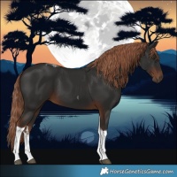 Horse Color:White Spotted Liver Chestnut Tobiano 