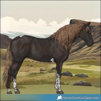 Horse Color:Liver Chestnut Sabino Tobiano 