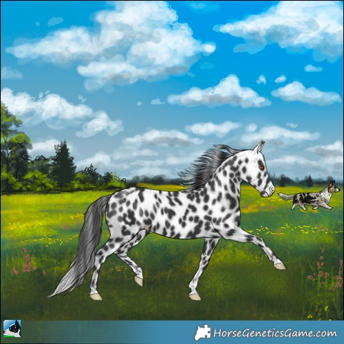 Horse Color:Black Mushroom Leopard