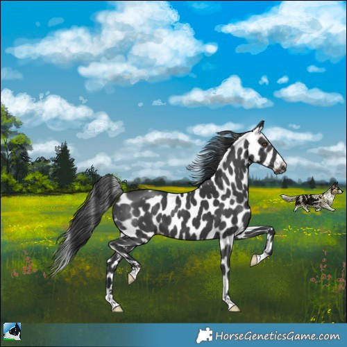 Horse Color:Black Mushroom Appaloosa 