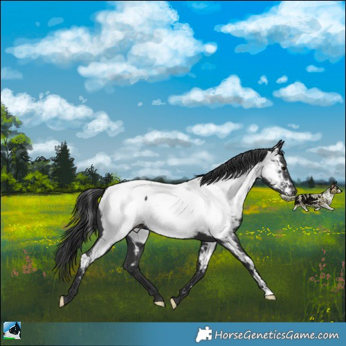 Horse Color:Black Near Fewspot 
