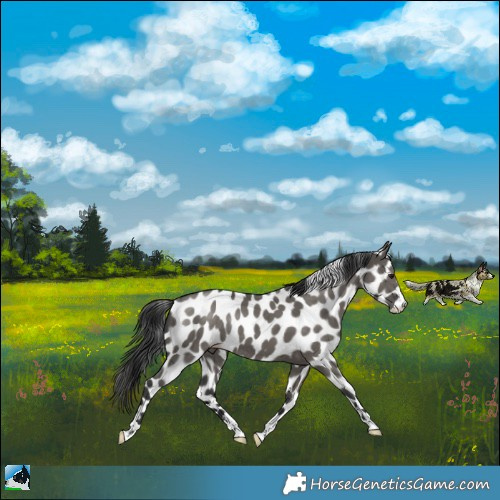 Horse Color:Grullo Mushroom Appaloosa Rabicano 