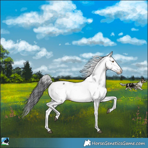 Horse Color:Grullo Appaloosa 