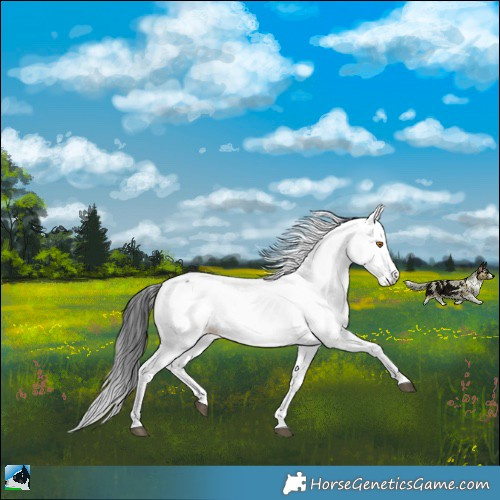 Horse Color:Grullo Fewspot