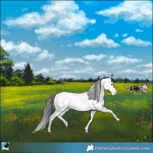 Horse Color:Black Fewspot Rabicano 