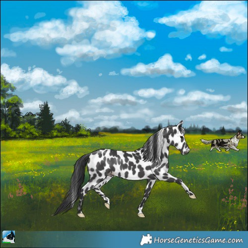 Horse Color:Black Appaloosa Rabicano 