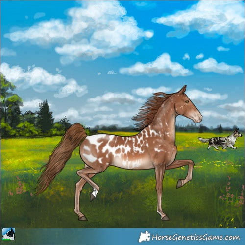 Horse Color:Chestnut Appaloosa 