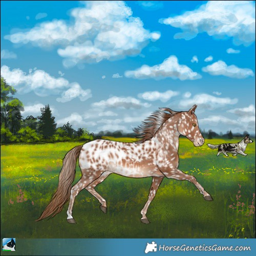 Horse Color:Chestnut Near Leopard