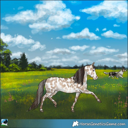 Horse Color:Liver Red Dun Appaloosa Rabicano 