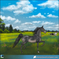 Horse Color:Black Appaloosa Rabicano 