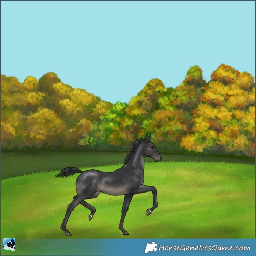 Horse Color:Black 