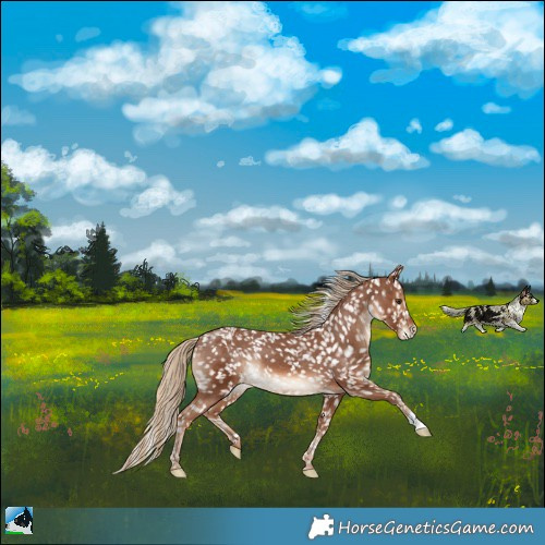 Horse Color:Chestnut Blanket Rabicano