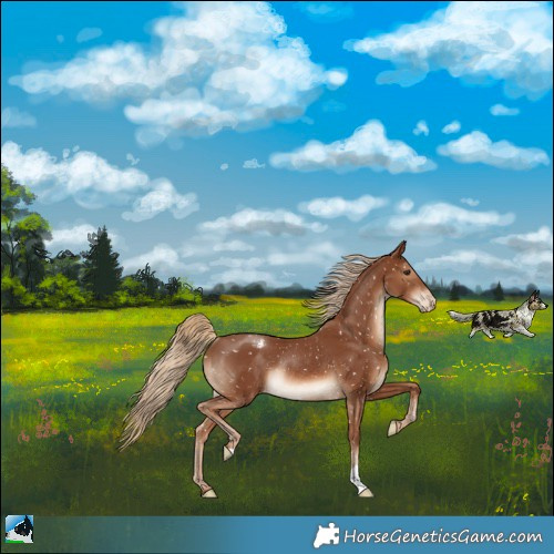 Horse Color:Chestnut Appaloosa Rabicano