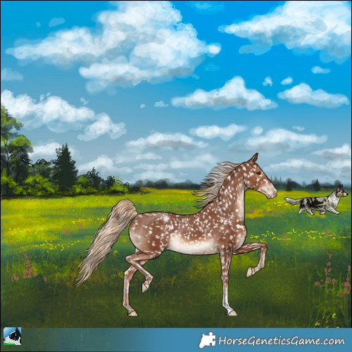 Horse Color:Chestnut Appaloosa Rabicano 
