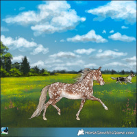 Horse Color:Chestnut Blanket Rabicano 