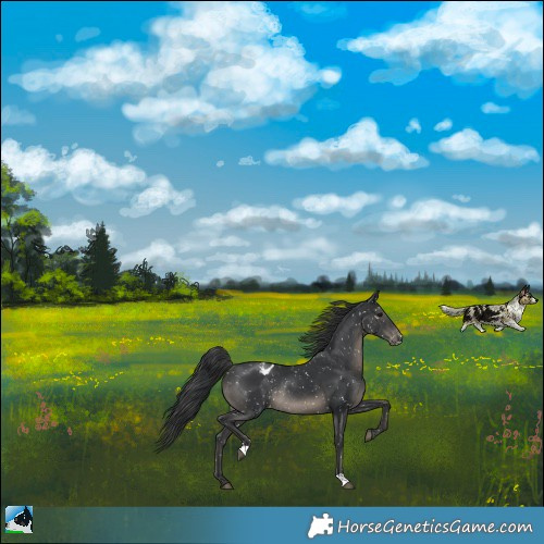 Horse Color:Black Appaloosa Rabicano 