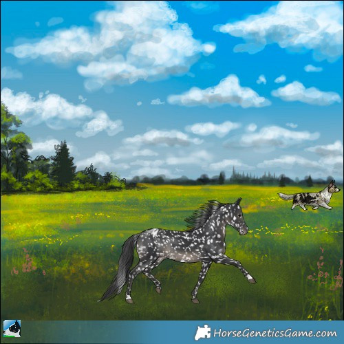 Horse Color:Black Blanket Rabicano
