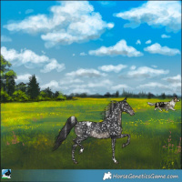 Horse Color:Black Appaloosa Rabicano 