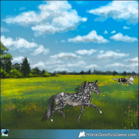 Horse Color:Black Blanket Rabicano 