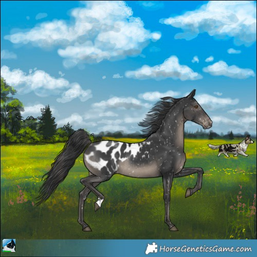 Horse Color:Black Appaloosa Rabicano 