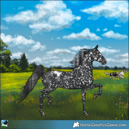 Horse Color:Black Appaloosa 