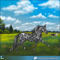 Horse Color:Black Blanket