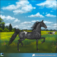 Horse Color:Black Appaloosa