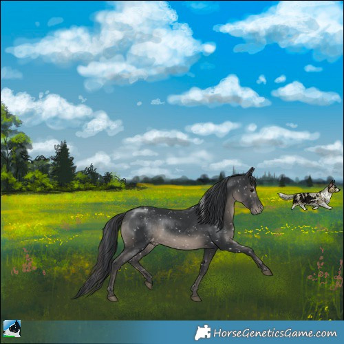 Horse Color:Black Appaloosa Rabicano 
