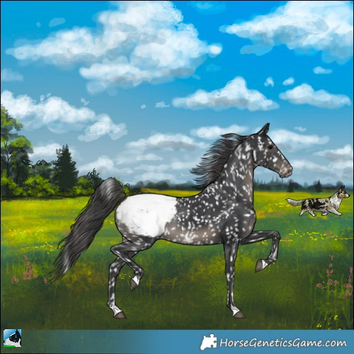 Horse Color:Black Mushroom Appaloosa Rabicano 