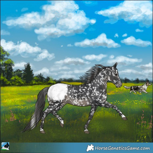 Horse Color:Black Mushroom Snowcap Rabicano