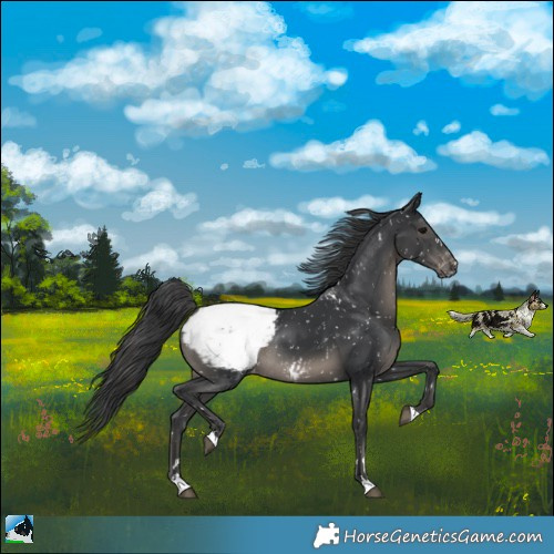 Horse Color:Black Mushroom Appaloosa Rabicano 