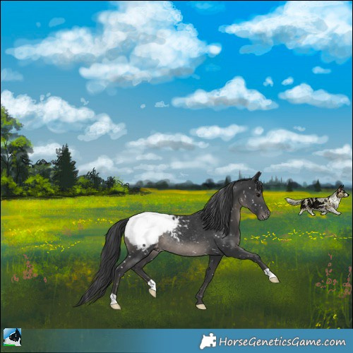Horse Color:Black Appaloosa Rabicano 