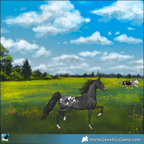 Horse Color:Black Appaloosa Rabicano 